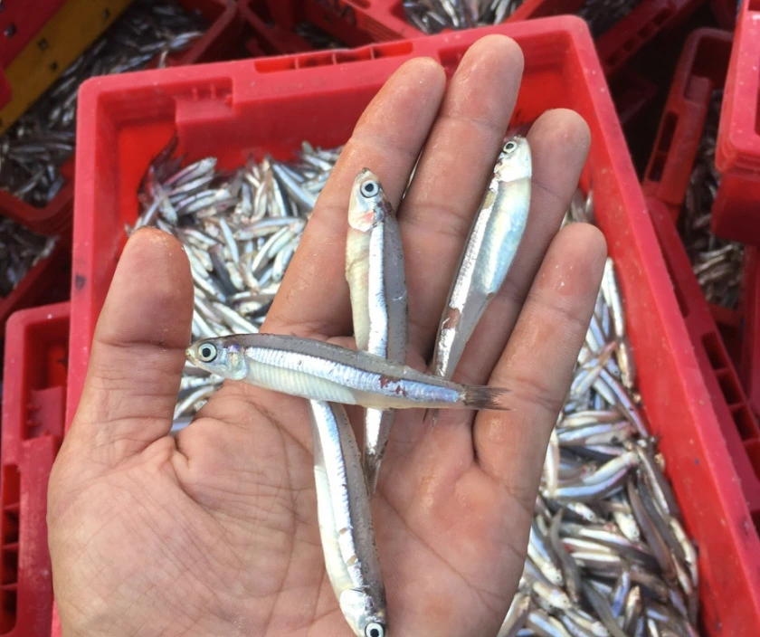 nước mắm cho bé nước mắm cho bé